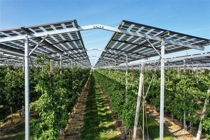 Cost-Effective Agri-PV Mounting Solutions | Lower Installation Costs suppliers