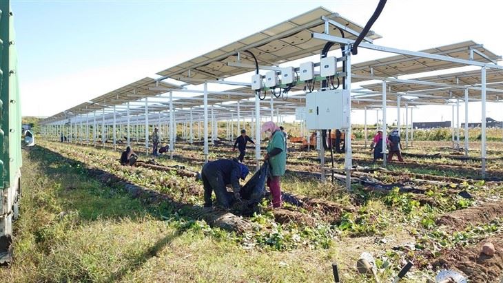 Ground Mounting Structure | Agrivoltaic Mounting System price